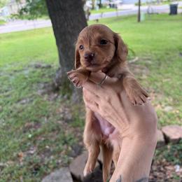 Morning - Cream female Dachshund puppy in Conroe, Texas from R&M Dachshunds