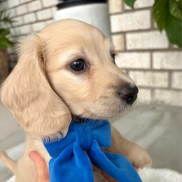 Mr.Green - Cream male Dachshund puppy in Clarksville, Tennessee from Lala’s Pups