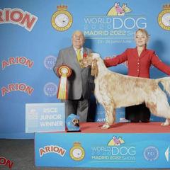 English Setters from Quantum Kennels