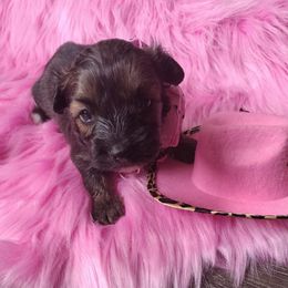 Shorkies from Sweet November