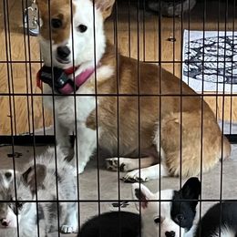 American Corgi puppies from Moonlit Ranch