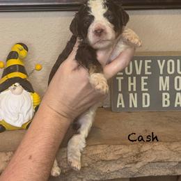 Cash - Chocolate male Goldendoodle puppy in Sanderson, Florida from Serenity Goldendoodles