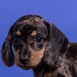 Dachshunds from Schnickelfritz Hounds