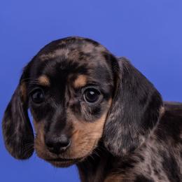 Dachshunds from Schnickelfritz Hounds