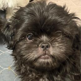Jerry - Brindle male Shih Tzu puppy in Victorville, California from RUMBLE n TUMBLE