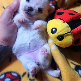 Penny - Cream female Chihuahua puppy in Gerald, Missouri from OutLaw Chihuahua's