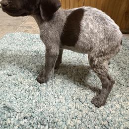Sweetest 2 - Liver roan female German Shorthaired Pointer puppy in Troy, North Carolina from Uwharrie GSP