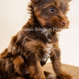 Yorkshire Terrier Puppies from Betterthan Chocolate Yorkies