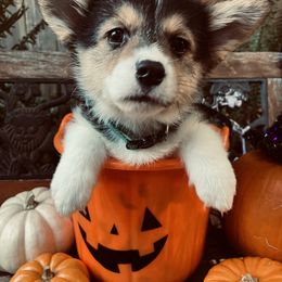 American Corgi and Pembroke Welsh Corgi Puppies from Cascadian Space Coast Corgis LLC