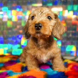 American Corgi, Dachshund, and Pembroke Welsh Corgi Puppies from Shining A Lowriders & Co.