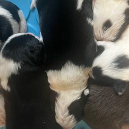 Boy 3 - Black and white male Border Collie puppy in Salem, Oregon from Croisan Creek Border Collies
