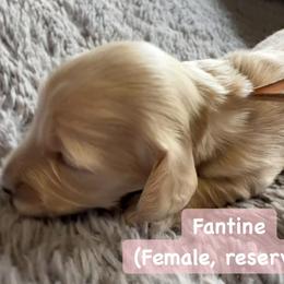 Girl 2 - Cream female Dachshund puppy in Eureka, California from Seaside Doxies