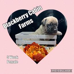 Mastiff Puppies from Blackberry Cabin Farm