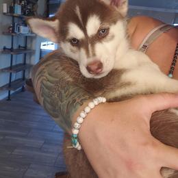 Pomsky Puppies from Bluebonnet Pomskies
