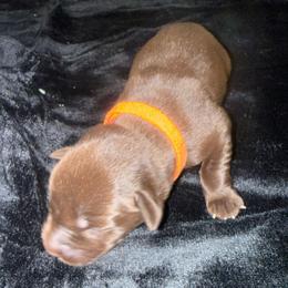 Orange - Chocolate female Labrador Retriever puppy in Kinta, Oklahoma from Beaver Creek Kennels
