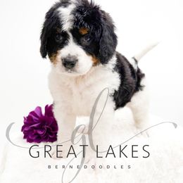 Backbay - Tri-color female Bernedoodle puppy in Baroda, Michigan from Great Lakes Bernedoodles