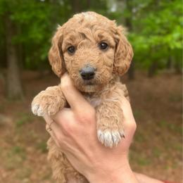 Sprinkles - Apricot female Goldendoodle puppy in Kenansville, North Carolina from J+A Family Doodles