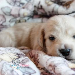 Dachshund Puppies from Kissinger Dachshunds