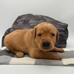 Green - Yellow male Labrador Retriever puppy in Heath Springs, South Carolina from Rich Hill Retrievers