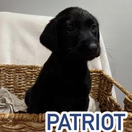 Patriot - Black male Labrador Retriever puppy in Lucasville, Ohio from Backwoods Labradors