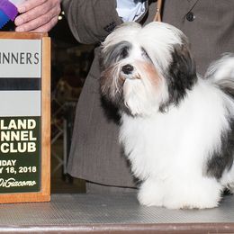 Jack - Havanese