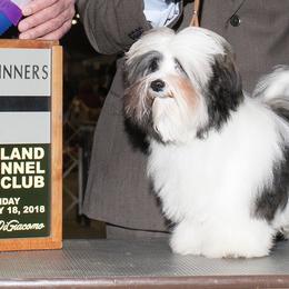 Jack - Havanese