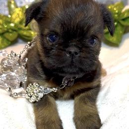 Ricky - Red male Brussels Griffon puppy in Arizona from Melody Lane Brussels Griffons