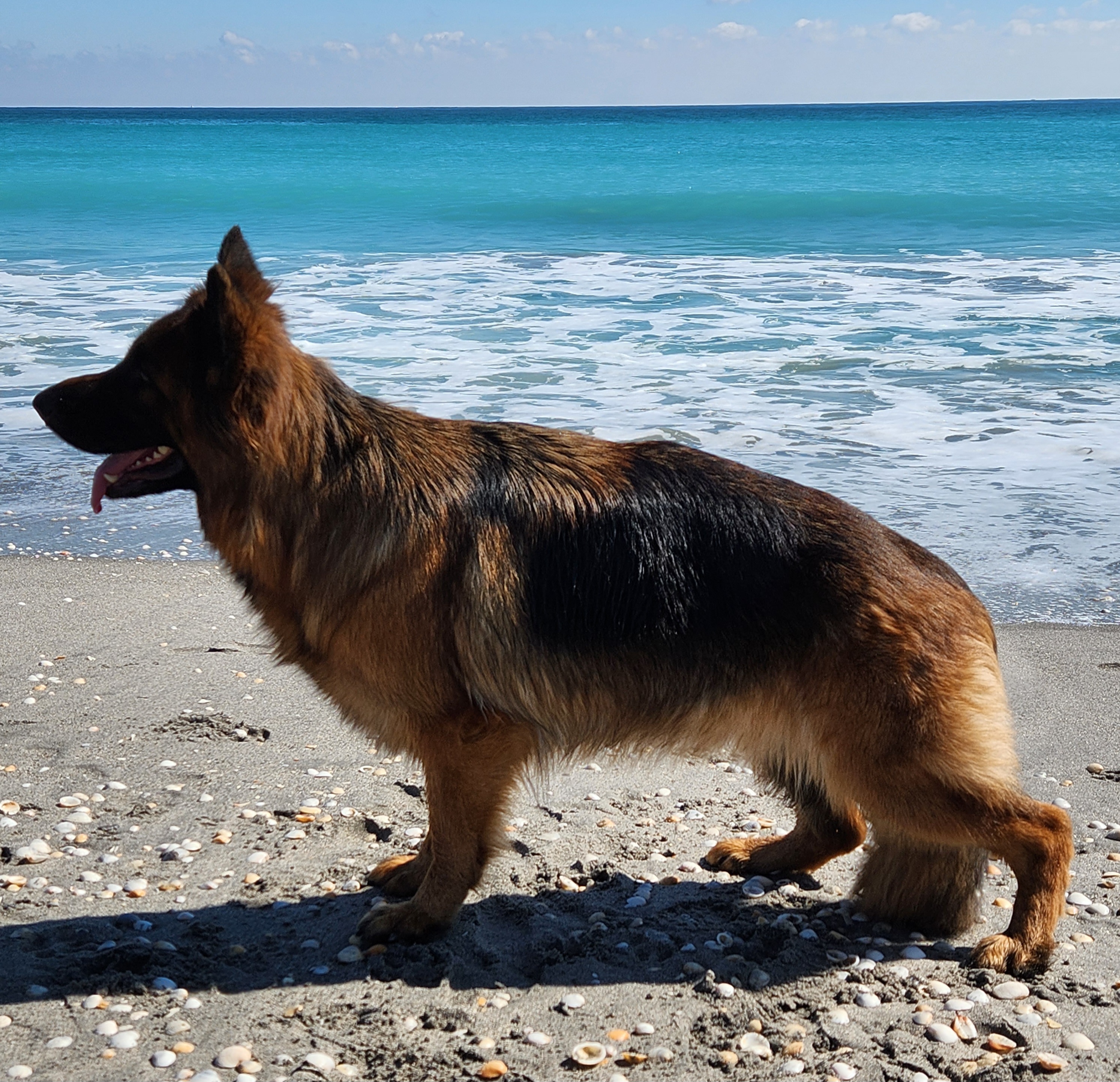 German Shepherds from Holtz German Shepherds