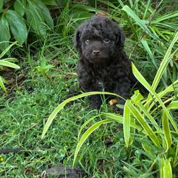 Uma - Brown and white female Aussiedoodle puppy in Oklahoma City, Oklahoma from Foneb Farm - The F1B Farm