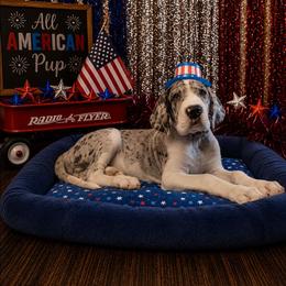 Creed - Mantle merle male Great Dane puppy in Brooksville, Florida from Follow My Lead Great Danes