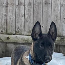 Belgian Malinois Puppies from Battle Road K9