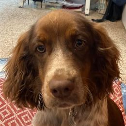 English Springer Spaniels from Sue's Springers