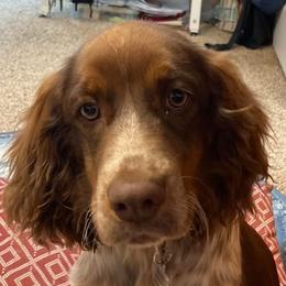 English Springer Spaniels from Sue's Springers
