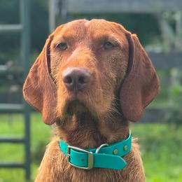 Aszu - Wirehaired Vizsla