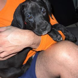 Great Dane Puppies from Great Dane Dynasty
