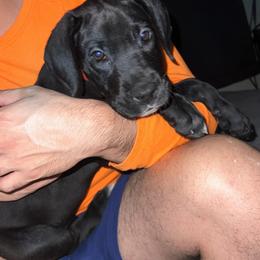 Great Dane Puppies from Great Dane Dynasty
