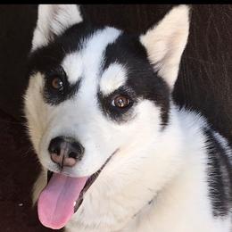 Orbi - Siberian Husky