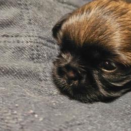 Brown collar boy - Brindle male Shih Tzu puppy in Woodsfield, Ohio from ROSE LANE SHIH TZUS