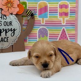 Chipotle (Chip) Blue - Apricot male Goldendoodle puppy in Cincinnati, Ohio from KSchott Kennels