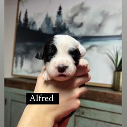 Alfred - Gray and white male Old English Sheepdog puppy in Bristol, Indiana from Ridgeruns OES