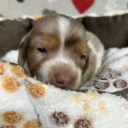 Boy 2 - Dapple male Dachshund puppy in Cumby, Texas from Dog Daze Ranch