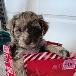 Chevelle - Red merle female Aussiedoodle puppy in Loveland, Colorado from A&L Ranch Aussiedoodles