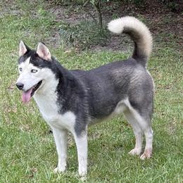 Koko - Siberian Husky