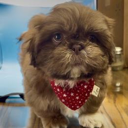 Jasper - Red Collar - Chocolate and tan male Shih Tzu puppy in Clarksburg, West Virginia from Pilgrim Shih tzu