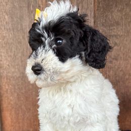 Ranger - Black tri-color female Aussiedoodle puppy in Eastland, Texas from H5 Mini Doodles