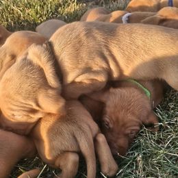 Boy 5 - Golden rust male Vizsla puppy in Mc Donald, Pennsylvania from Rust Creek Vizslas