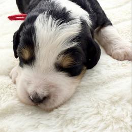 The Grinch - Tri-color male Bernedoodle puppy in Hegins, Pennsylvania from Bubbling Springs Doodles, LLC