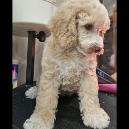 Honey - Poodle