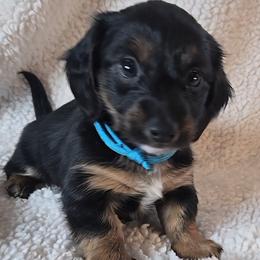 Boy 3 - AKA Nugget - Black and tan male Dachshund puppy in Burnet, Texas from Reyes Homestead Mini Dachsunds