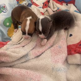 Pembroke Welsh Corgi puppies from Shining J Corgis